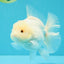 A Grade Snow White Oranda Female 6 inches #030626OR_26