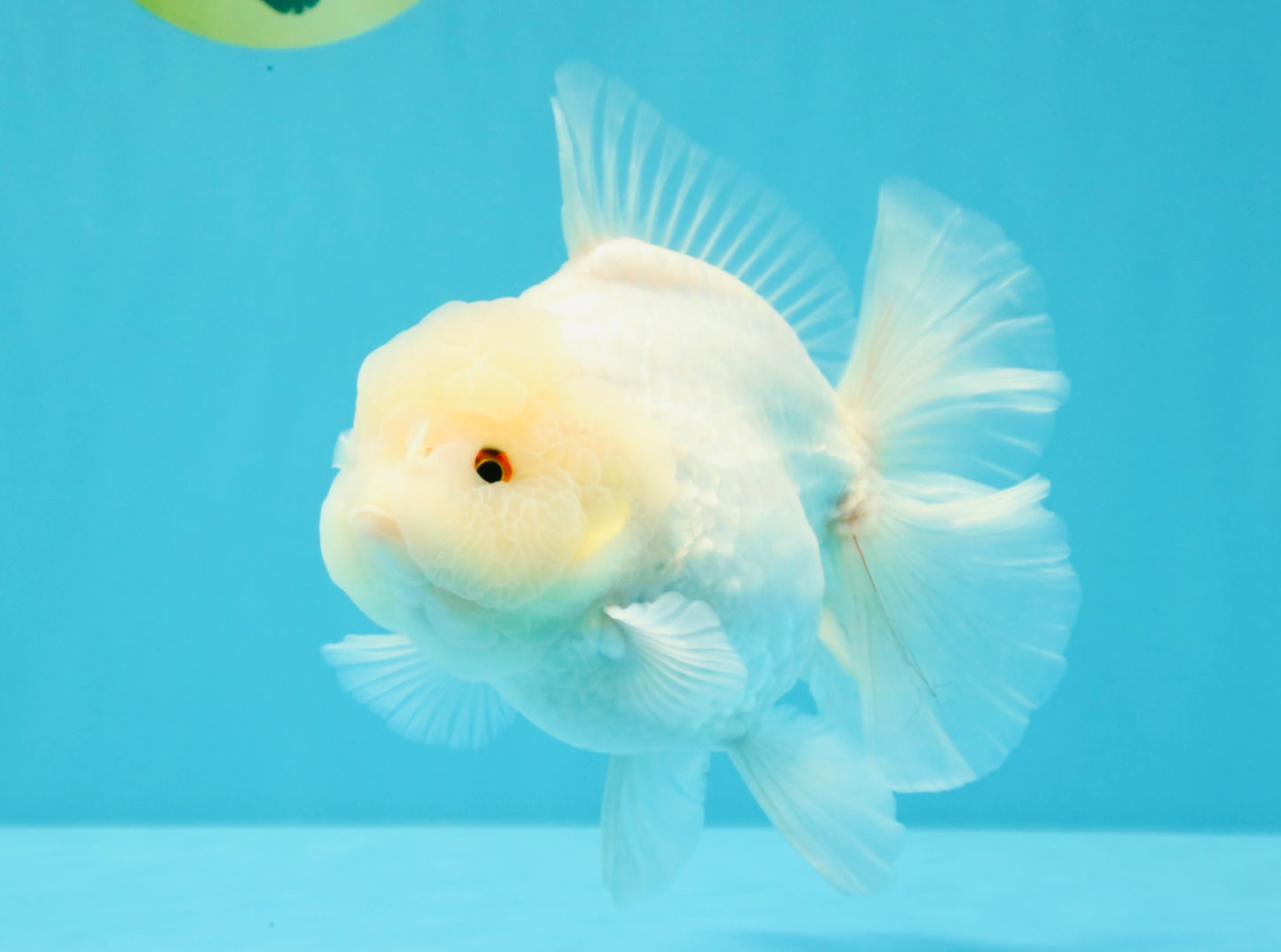 A Grade Snow White Oranda Female 6 inches #030626OR_26
