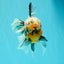 CHUBBY A Grade Calico Tiger Oranda Male 6-6.5 inches #091826OR_04