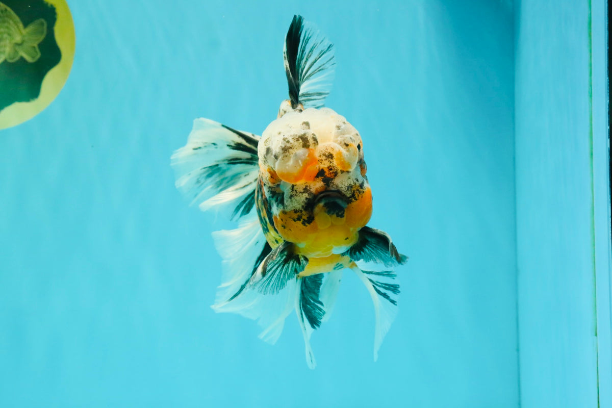 CHUBBY A Grade Calico Tiger Oranda Male 6-6.5 inches #091826OR_04