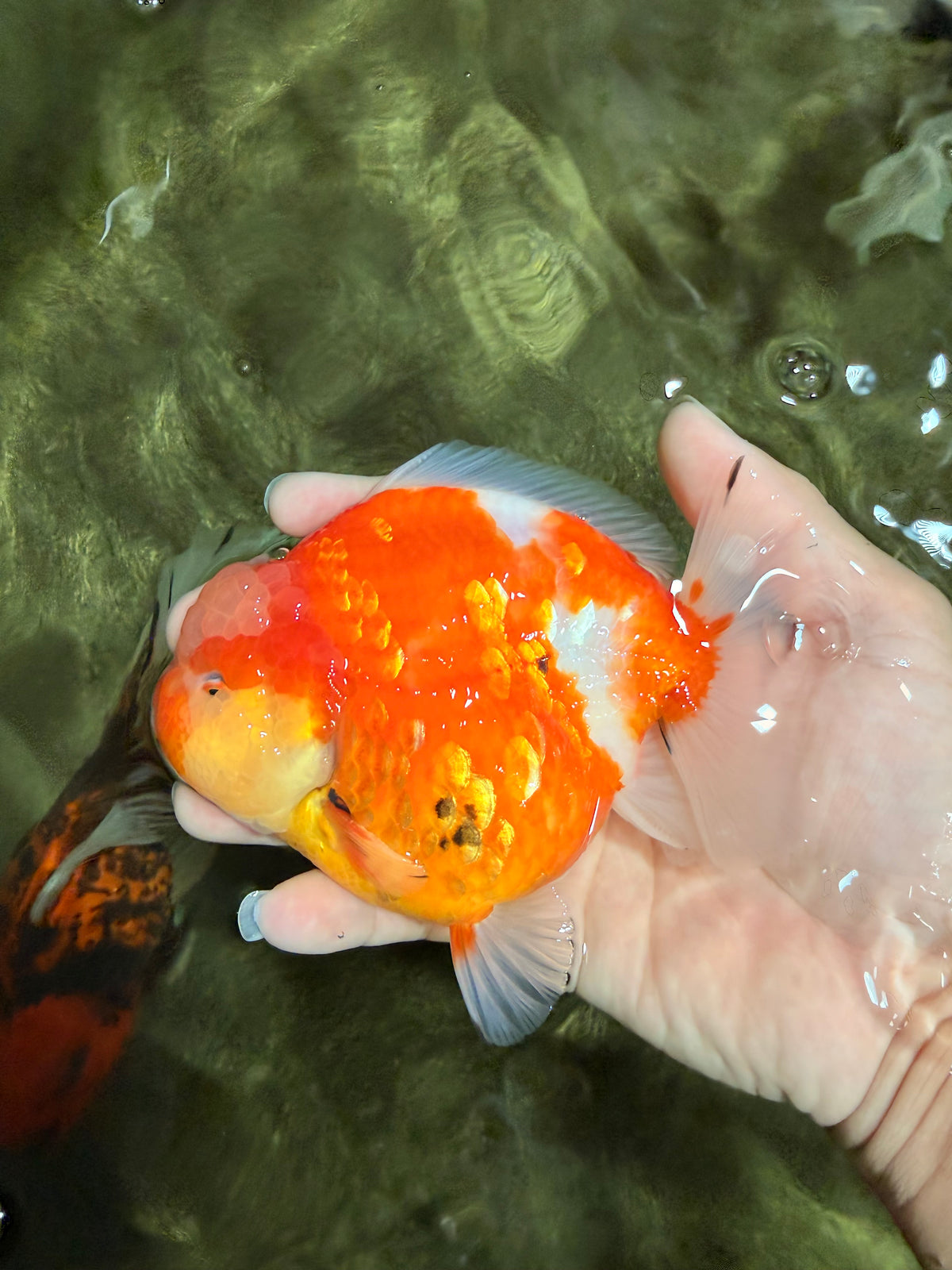 CHUBBY AAA Grade Kohaku Sakura Yuanbao Male 5 inches #092526YB_06