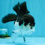 ELVIS Panda Oranda Female 5-5.5 inches #041026OR_07
