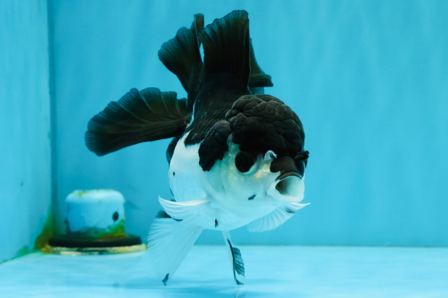 ELVIS Panda Oranda Female 5-5.5 inches #041026OR_07