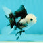 Solid White Black Panda Oranda Female 3-3.5 inches #1011OR_30