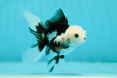 Solid White Black Panda Oranda Female 3-3.5 inches #1011OR_30