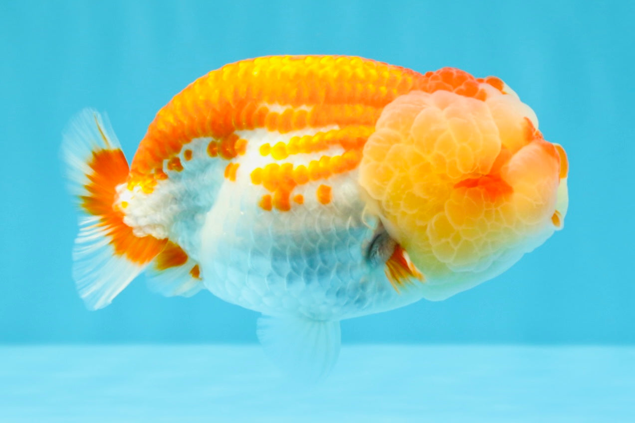 FLUFFY WEN AAA Grade Red White LionQueen 4-4.5 inches #022026LC_14