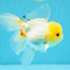 SUNNY White Oranda Female 5-5.5 inches #041026OR_08