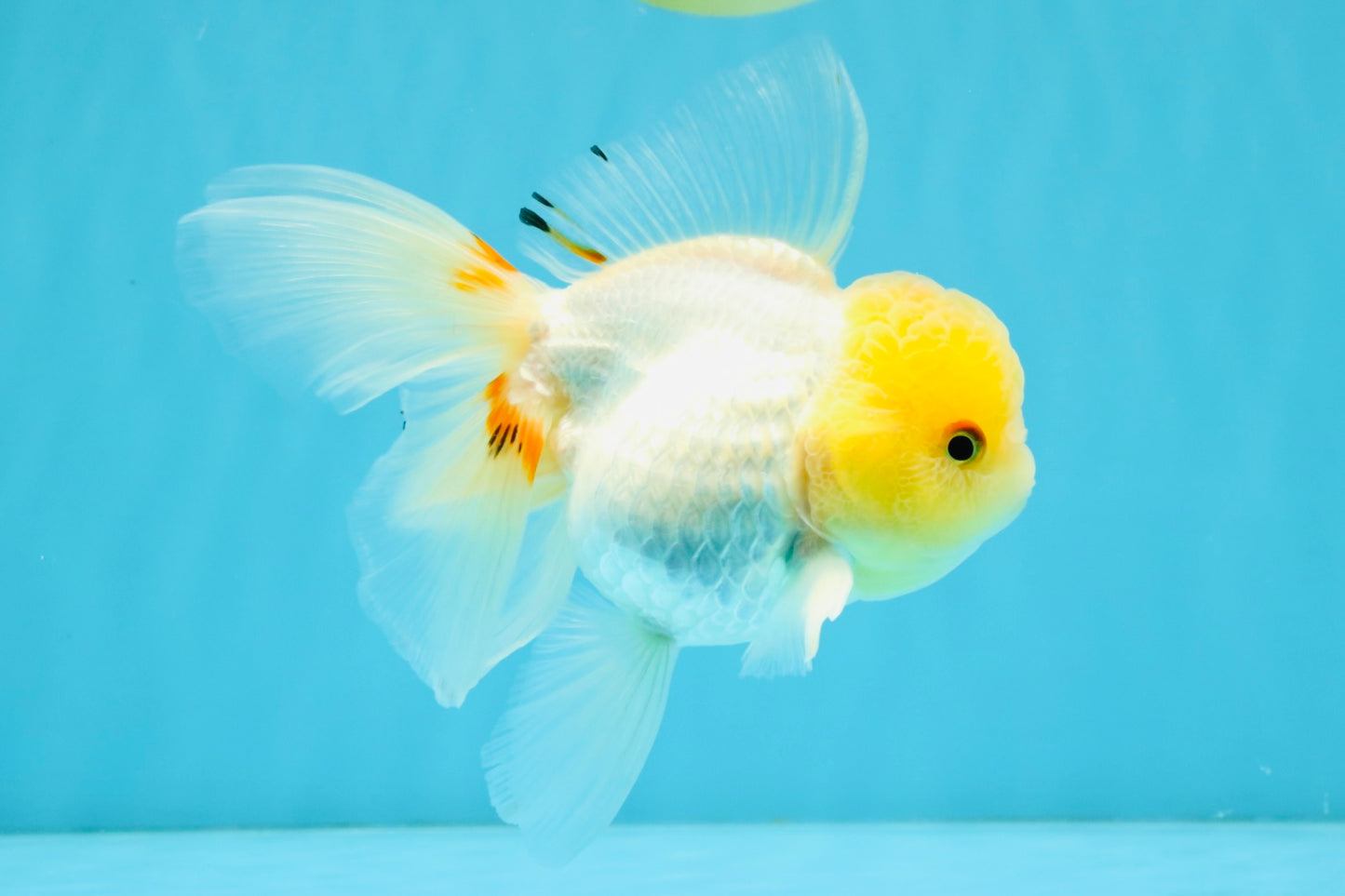 SUNNY White Oranda Female 5-5.5 inches #041026OR_08