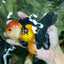 Tricolor Oranda Female 5.5 inches #111524OR_15