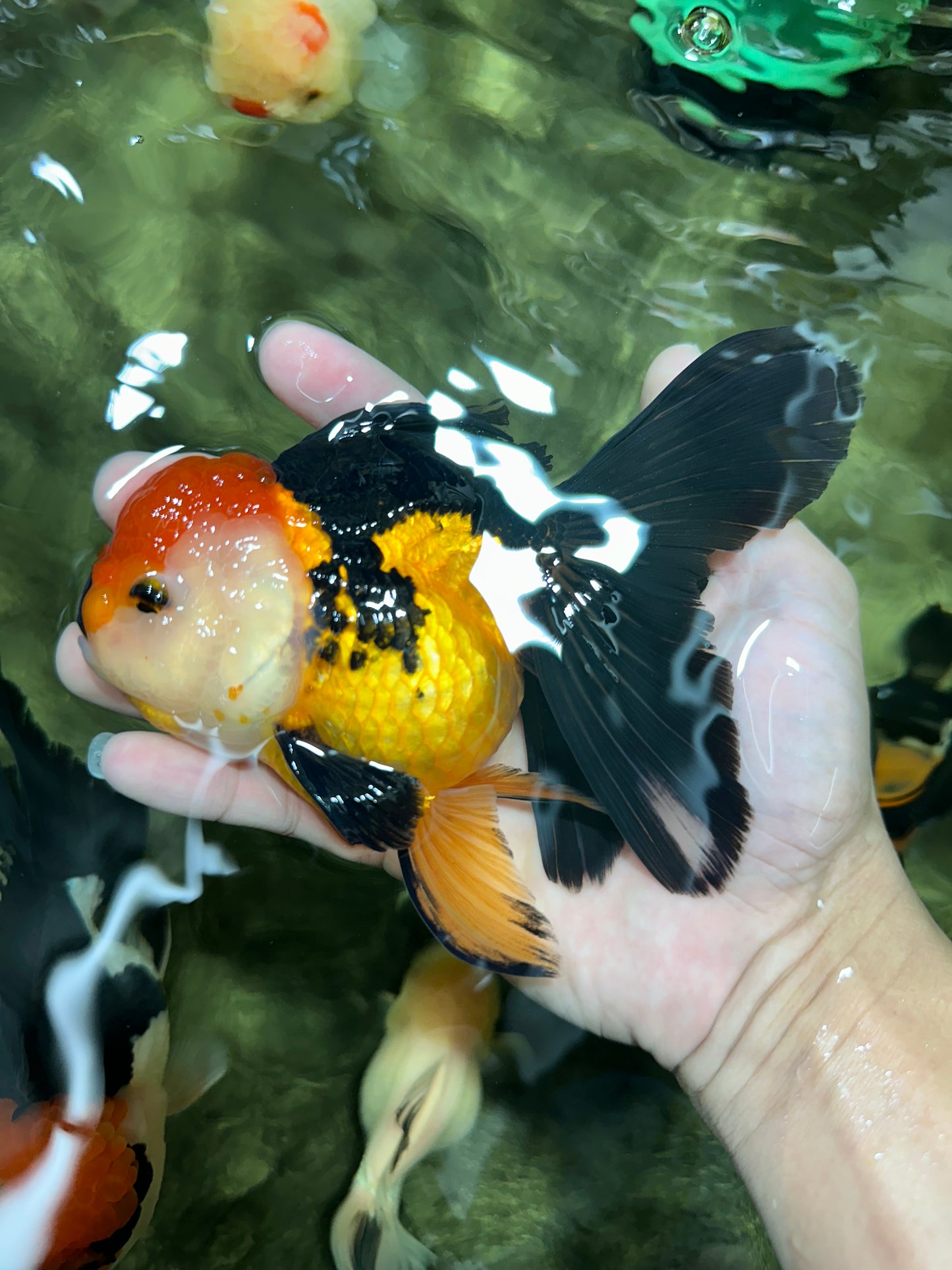 Tricolor Oranda Female 5.5 inches #111524OR_15