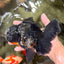 AAA Grade Kirin Oranda Male 6.5 inches #070626OR_14