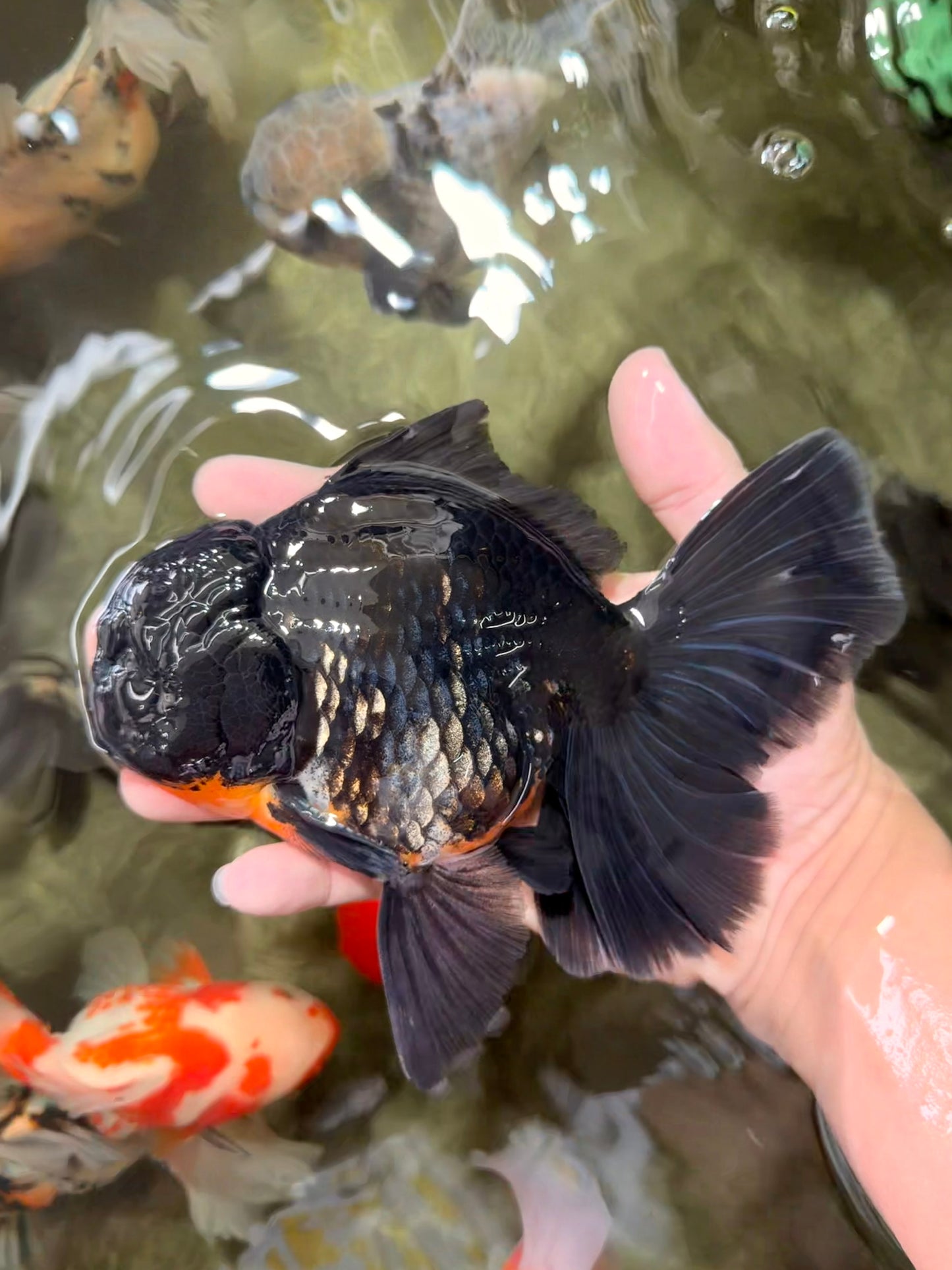 AAA Grade Kirin Oranda Male 6.5 inches #070626OR_14