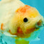 A Grade Tancho Marble Button Eyes Yuanbao Female 5 inches #062626YB_11