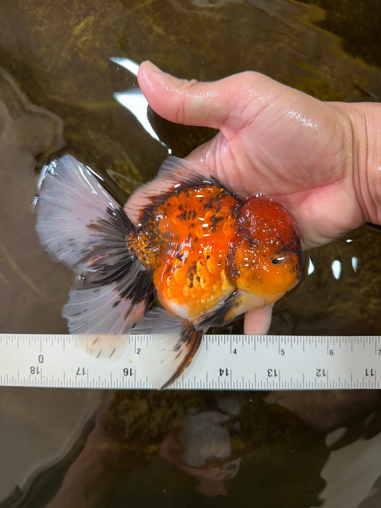 A Grade UNIQUE Tiger Oranda Male 5.5 inches #091225OR_11
