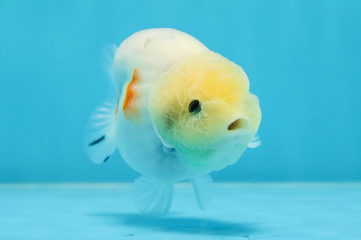 AAA Grade Sakura Button Eyes LionKing 3.5 inches #053025LC_08