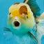 Panda Button Eyes Oranda Female 6 inches #0920OR_29