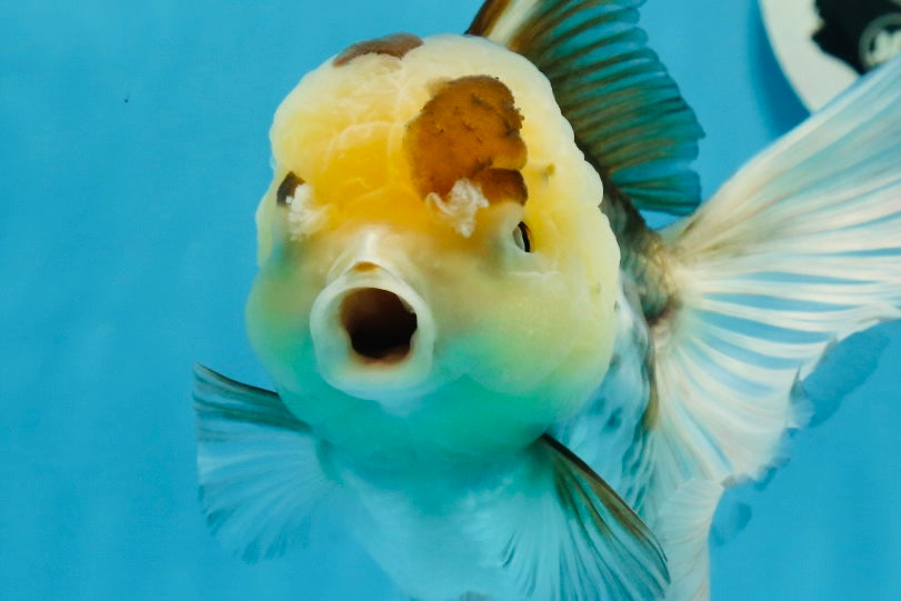 Panda Oranda hembra de ojos de botón de 6 pulgadas #0920OR_29