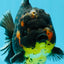 AAA Grade Dark Tiger Yuanbao Male 6-6.5 inches #041026YB_29
