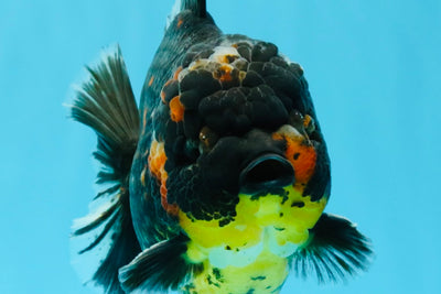 AAA Grade Dark Tiger Yuanbao Male 6-6.5 inches #041026YB_29