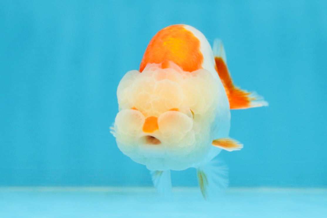 ADORABLE AAA Grade Red White LionQueen 4 inches #102425LC_16