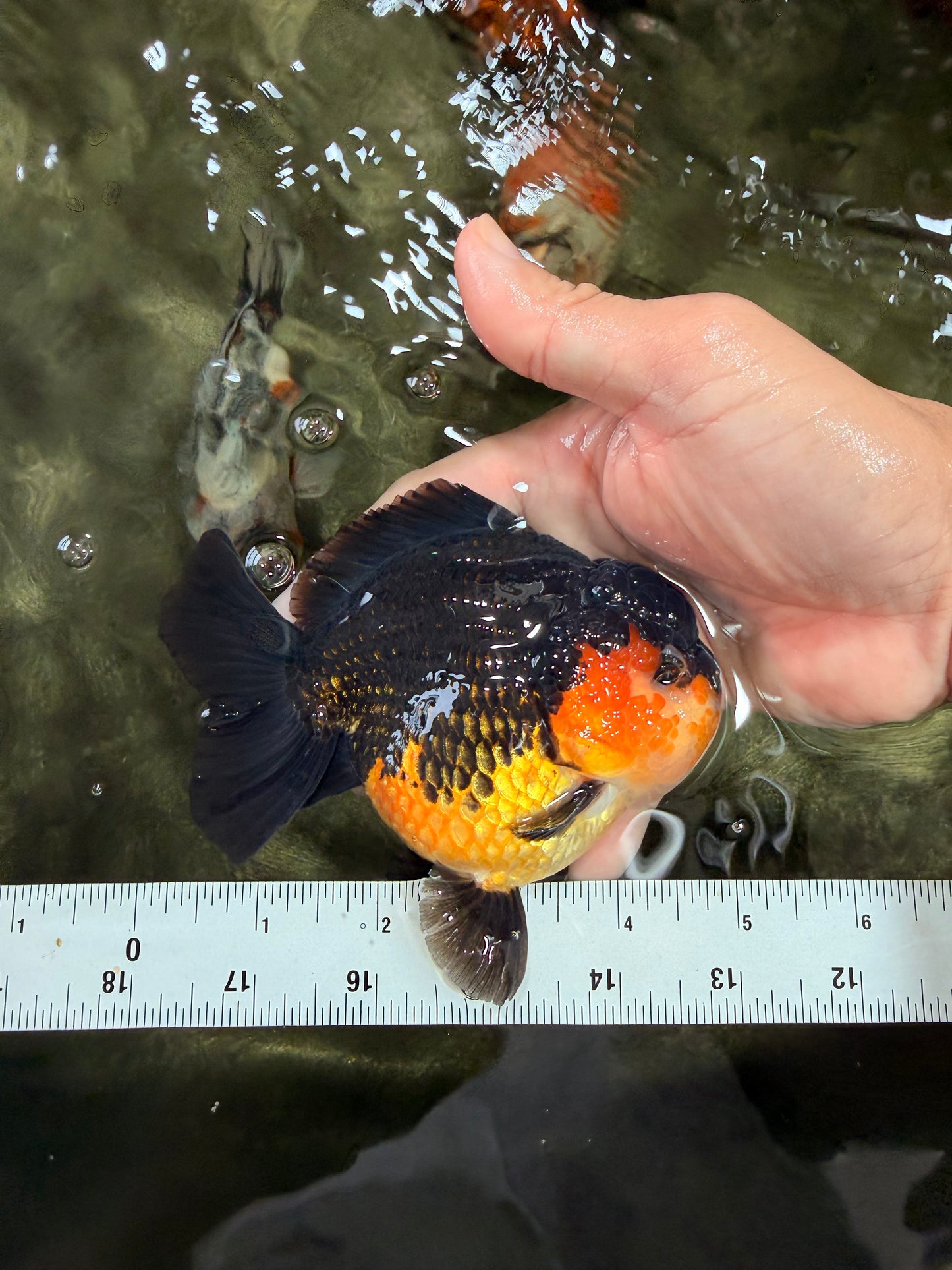AAA Grade Apache Yuanbao Male 4.5-5 inches #072426YB_24