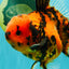 CHARLIE AAA Grade Beautiful Tiger Oranda Male 6-6.5 inches #061926OR_17