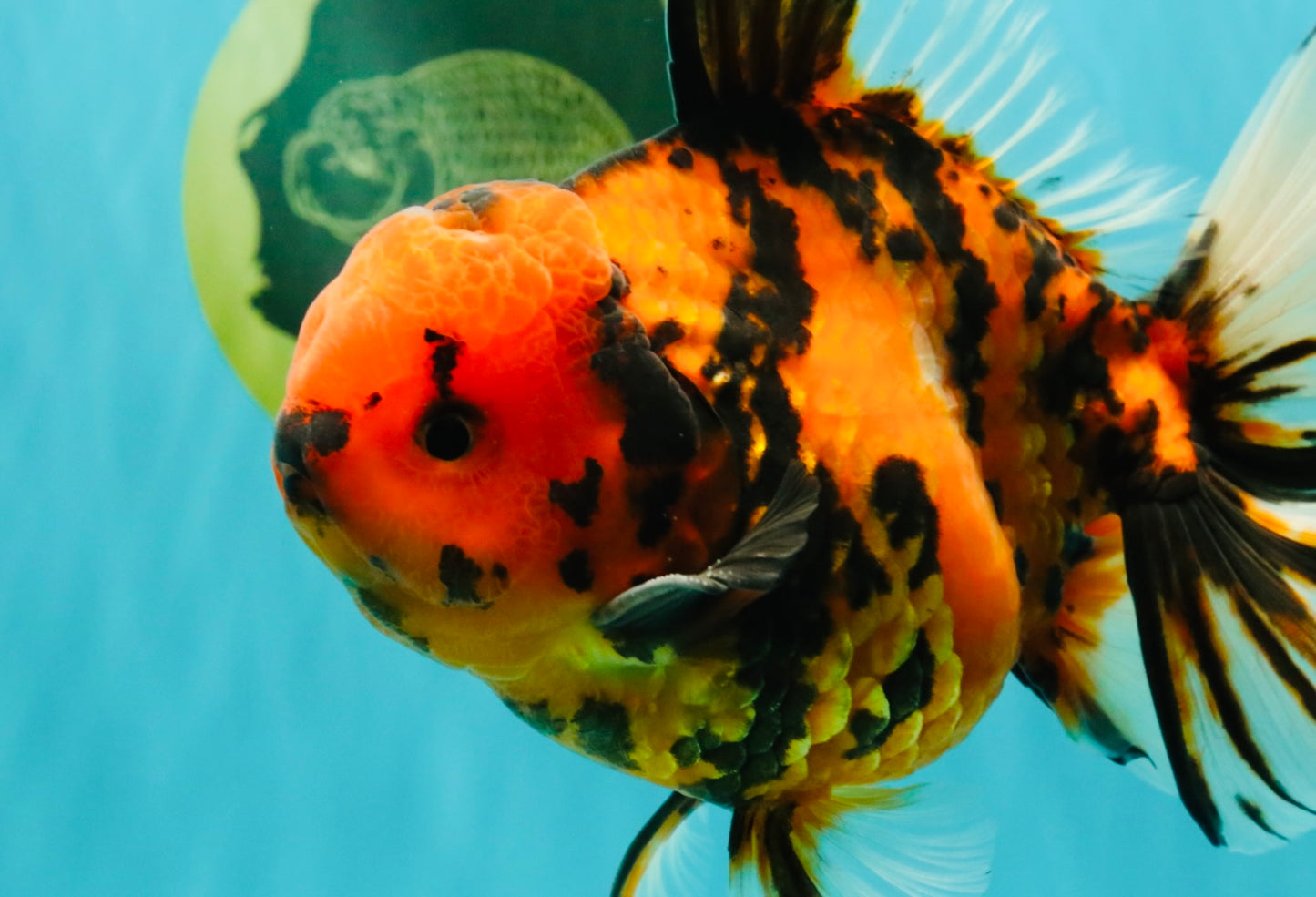 CHARLIE AAA Grade Beautiful Tiger Oranda Male 6-6.5 inches #061926OR_17