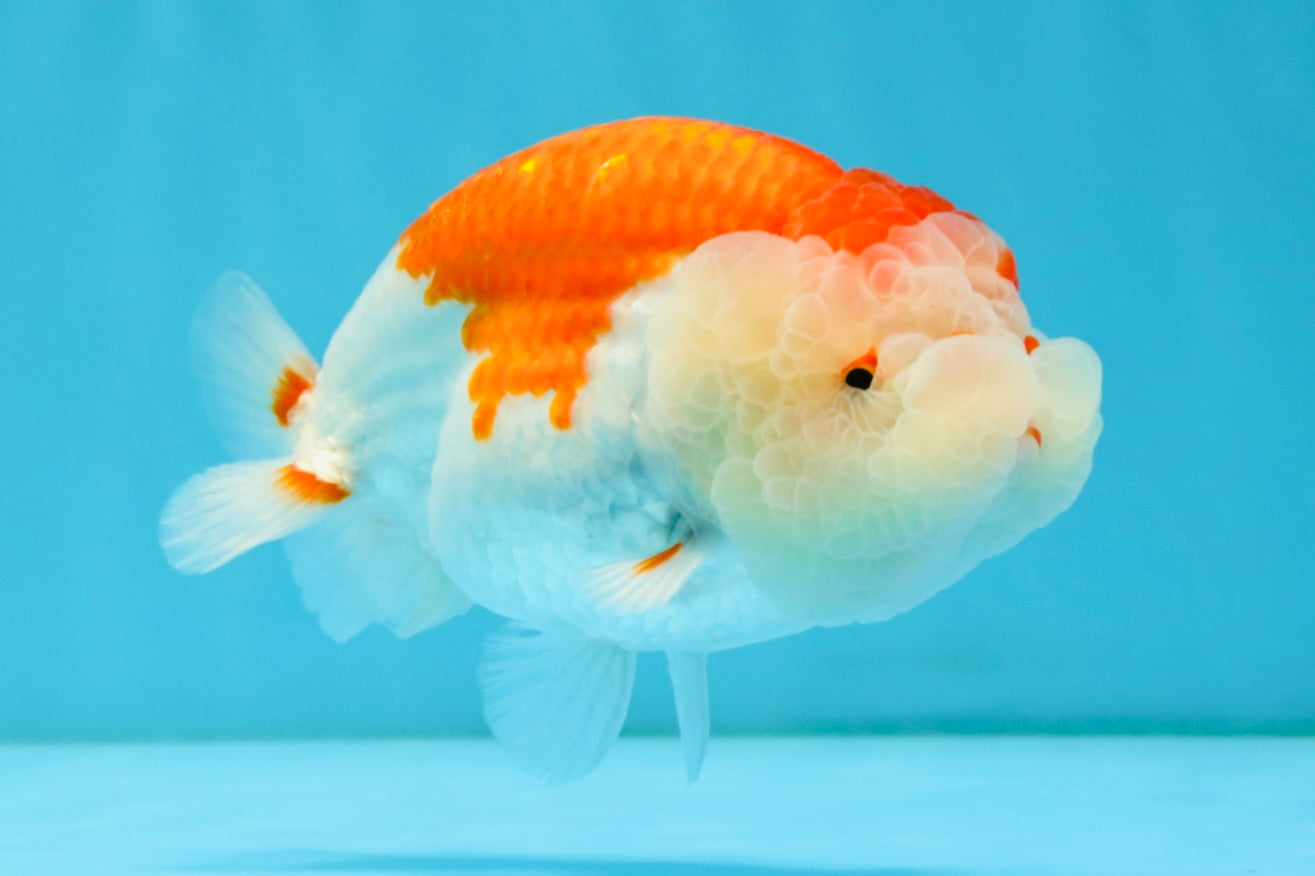 ADORABLE A Grade Red White LionKing 5 inches #032726LC_23