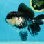 A Grade Panda Oranda Male 5-5.5 inches #050925OR_41