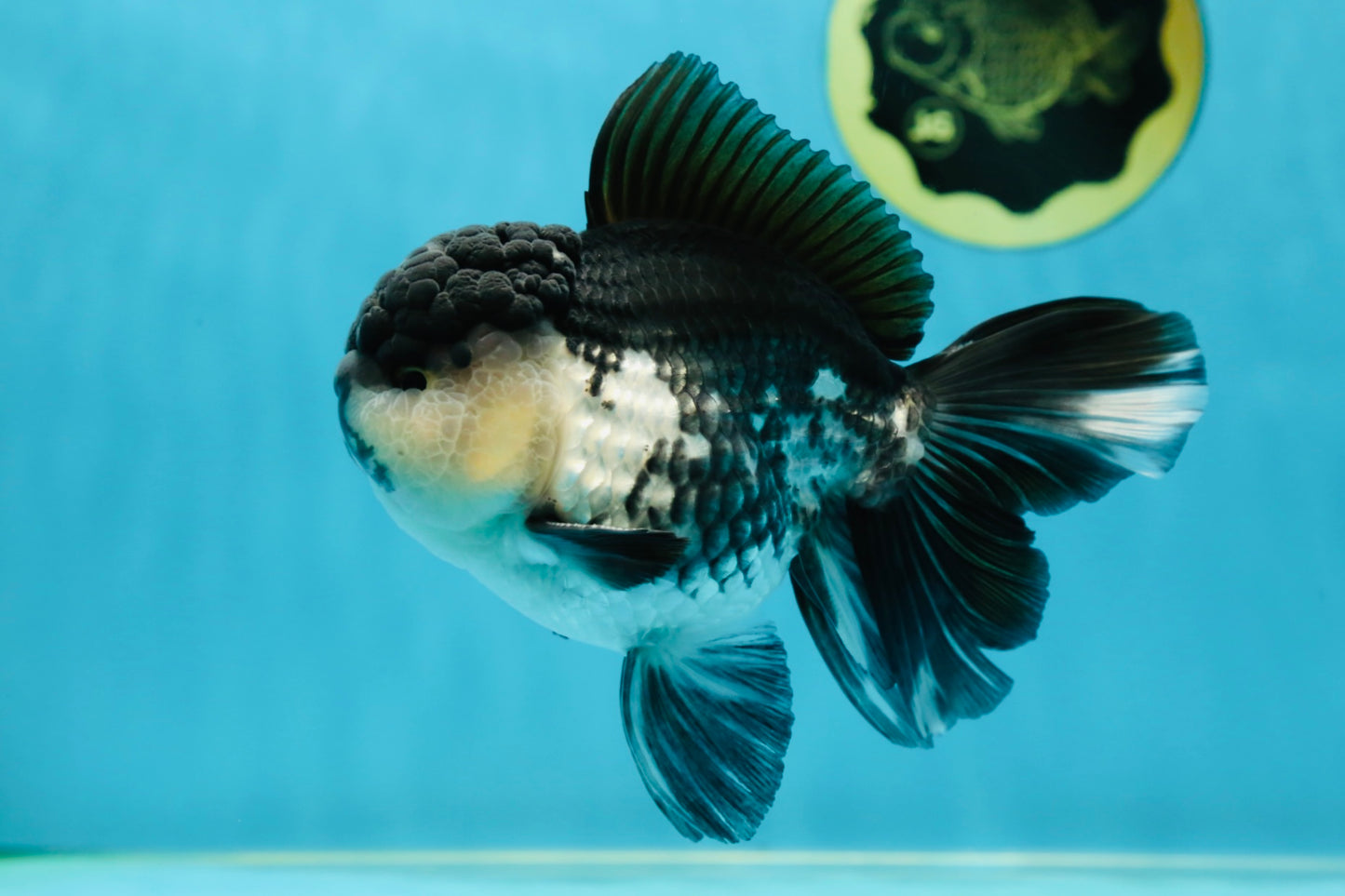A Grade Panda Oranda Male 5-5.5 inches #050925OR_41