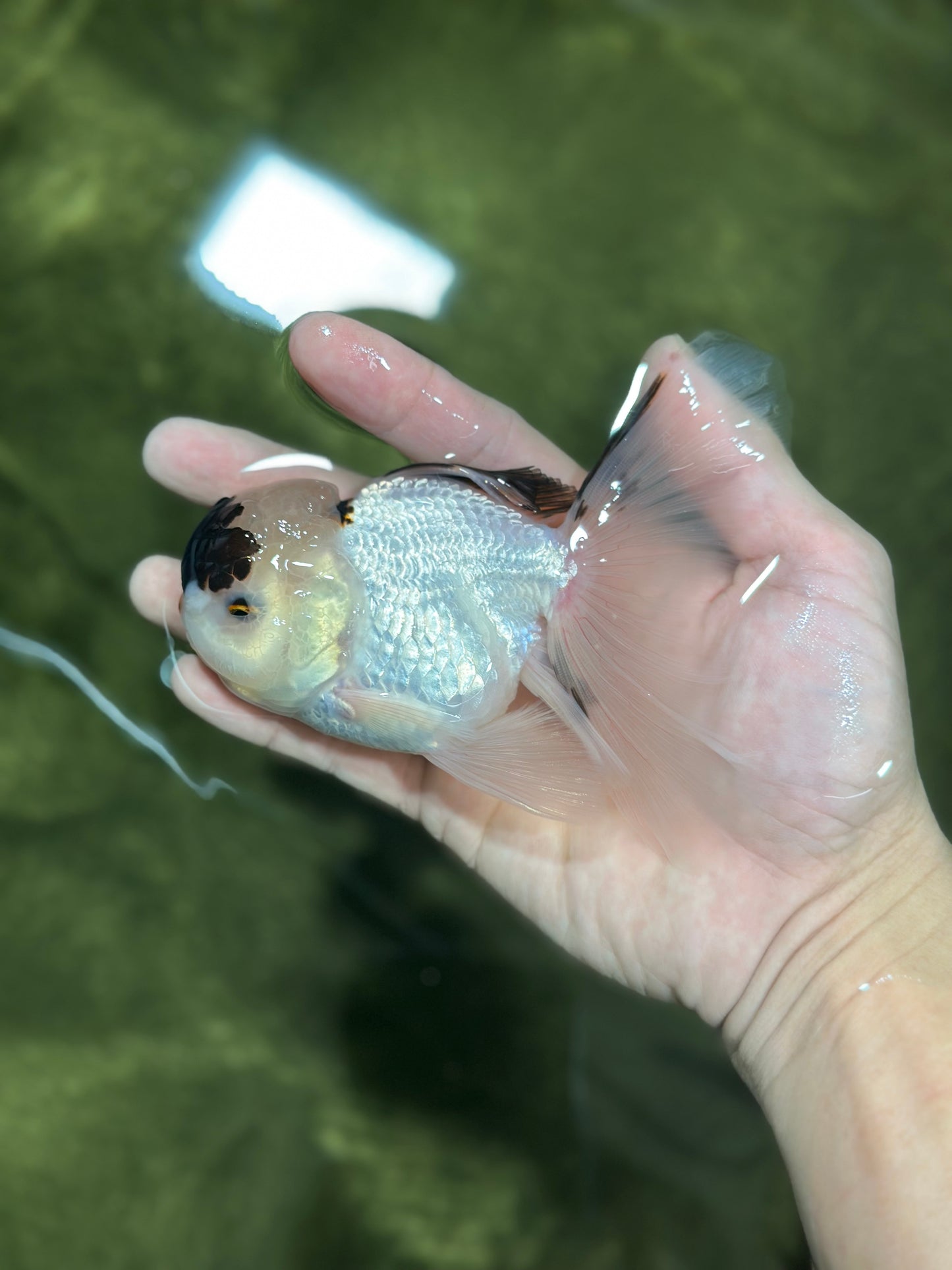 Panda Oranda Male 4.5-5 inches #121324OR_20