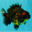 AAA Grade Tiger Yuanbao Male 5 inches #061926YB_35