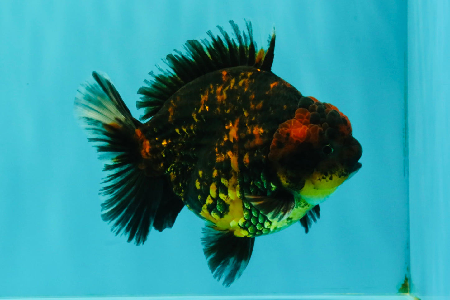 AAA Grade Tiger Yuanbao Male 5 inches #061926YB_35
