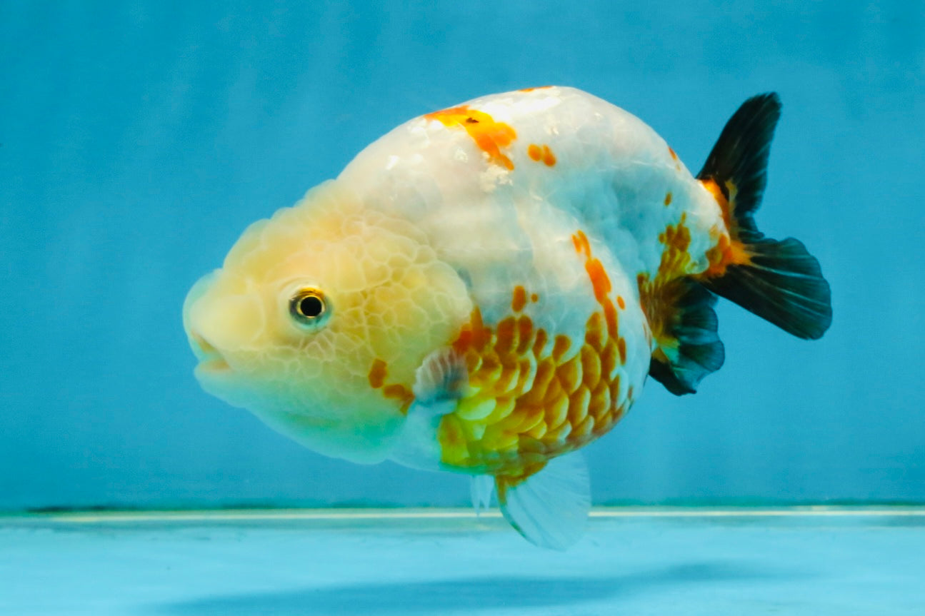 Sakura Chinese Ranchu Female 4.5 inches #121225RC_05