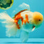 FLUFFY AAA Grade Jumbo Boradtail Red White Oranda Male 8.5 inches #072426OR_02