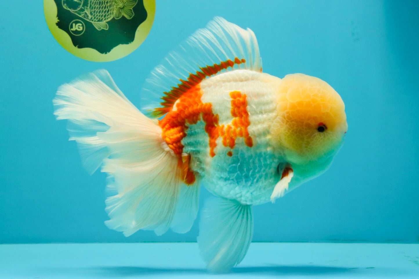 FLUFFY AAA Grade Jumbo Boradtail Red White Oranda Male 8.5 inches #072426OR_02