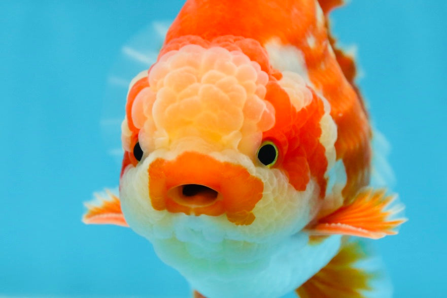 AAA Grade PULLDOG Godzilla Red White Yuanbao 5-5.5 inches #080825YB_25