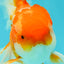 Red White Oranda Male 5.5-6 inches #082826OR_09