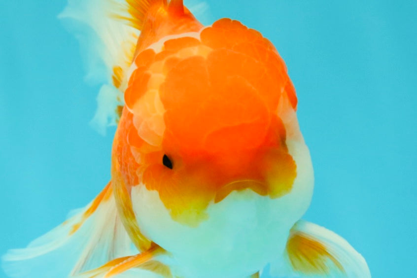 Red White Oranda Male 5.5-6 inches #082826OR_09