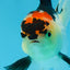 A Grade Angry Bird Tricolor Oranda Male 4.5-5 inches #053025OR_14