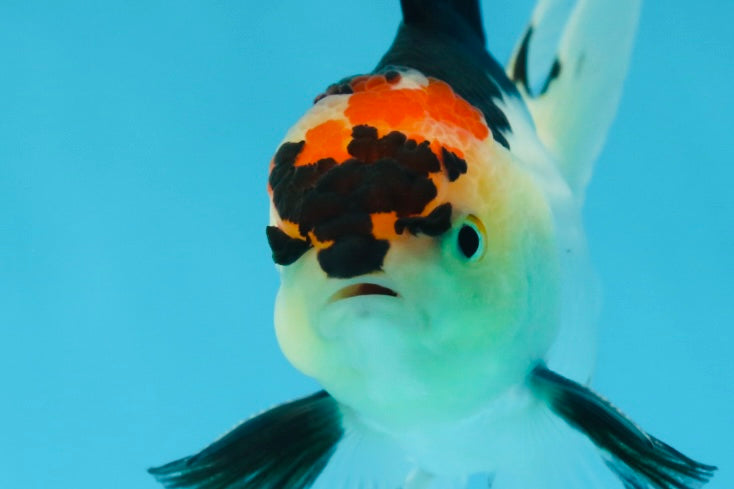 A Grade Angry Bird Tricolor Oranda Male 4.5-5 inches #053025OR_14