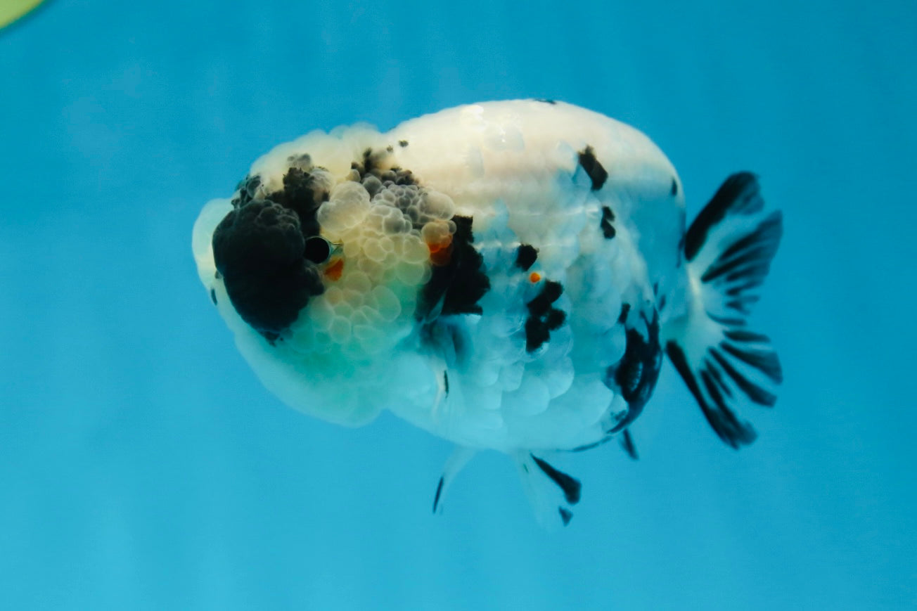 SPECIAL YIN-YANG AAA Grade Cow LionQueen 4 inches #081525LC_03