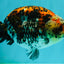 A Grade Calico Ranchu Male 5.5-6 inches #101626RC_25