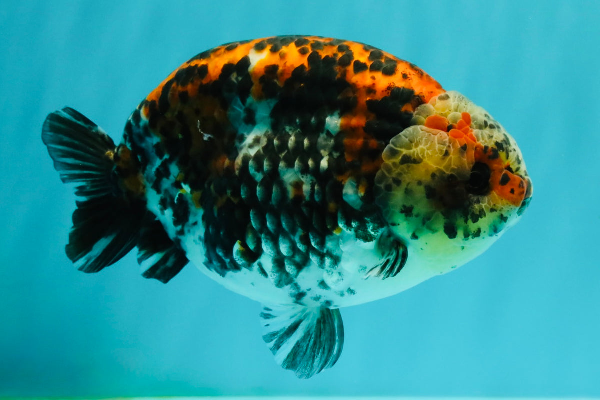 A Grade Calico Ranchu Male 5.5-6 inches #101626RC_25