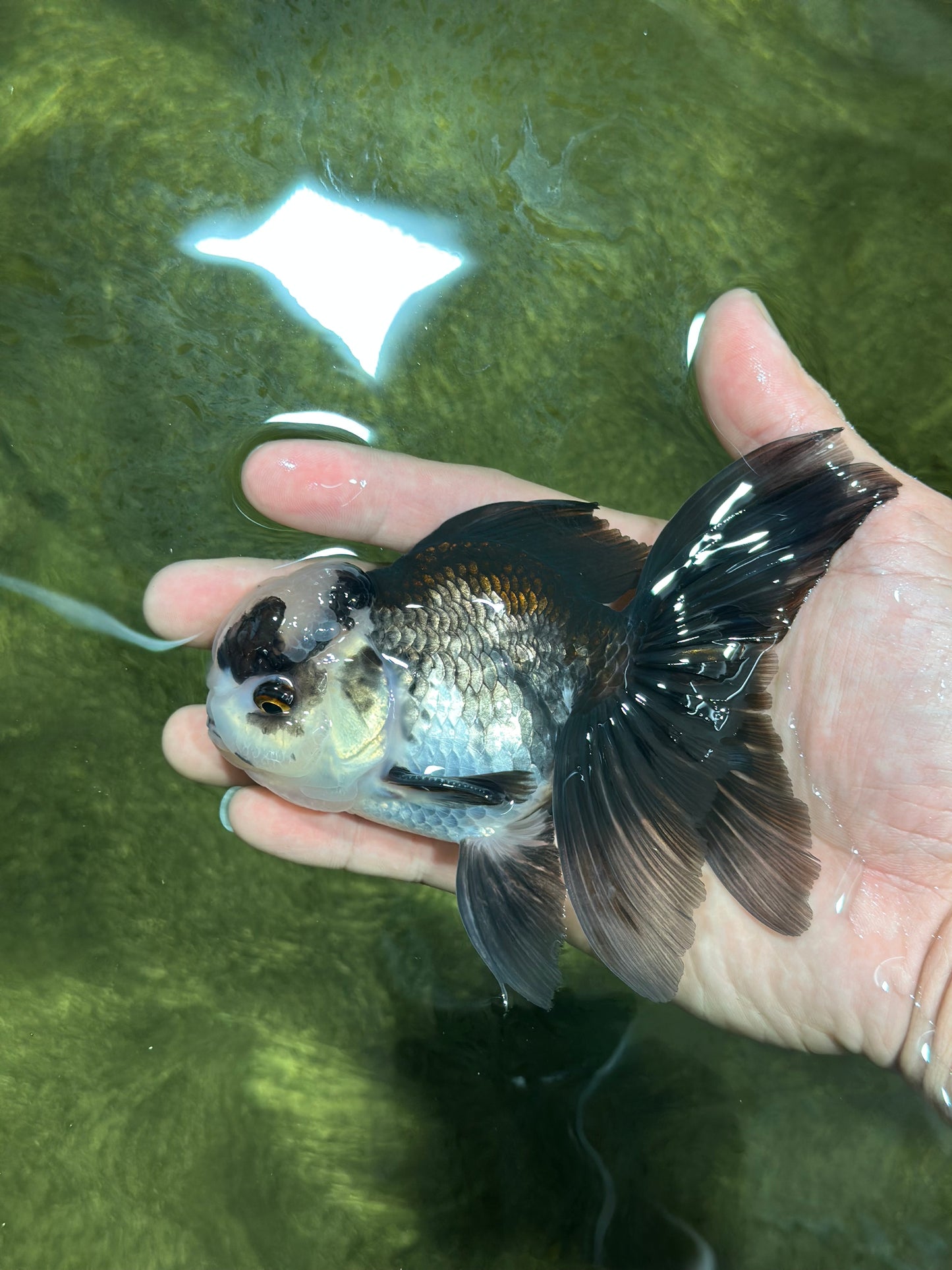 Panda Oranda Male 4.5-5 inches #112924OR_21