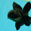 A Grade Black Oranda Male 5 inches #102326OR_13