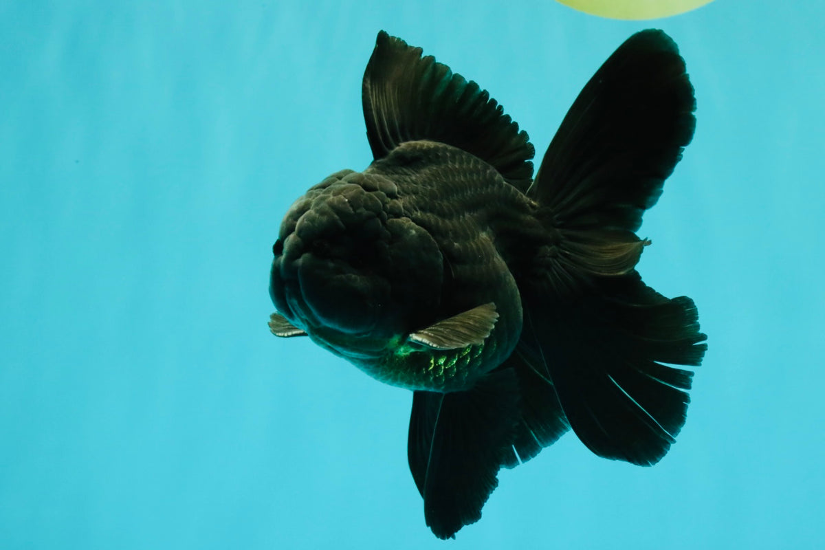 A Grade Black Oranda Male 5 inches #102326OR_13