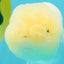 White Lionchu Female 4 inches #051526LC_13