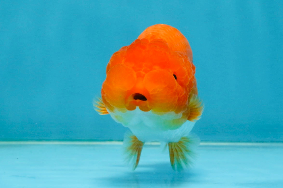 CHUBBY A Grade Red White LionQueen 4.5 inches #120525LC_14