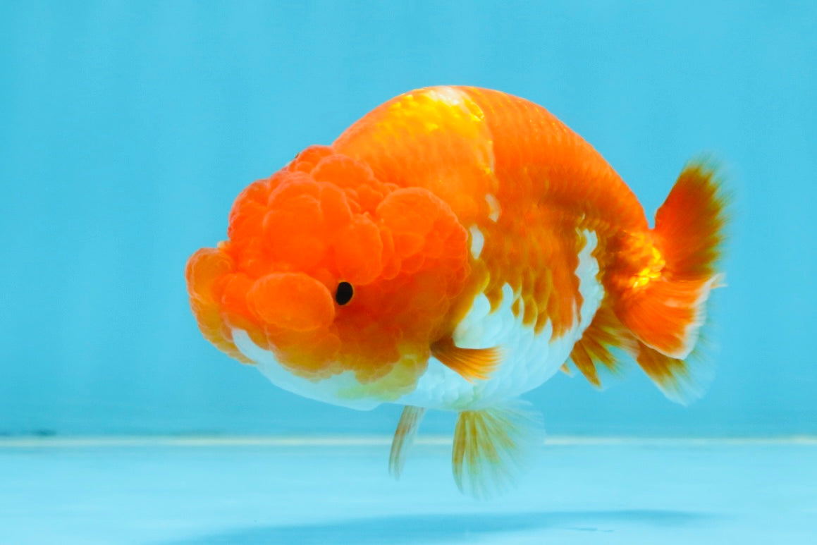 A Grade Red White LionQueen 4 inches #112125LC_14